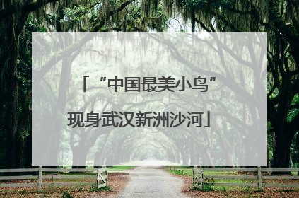 “中国最美小鸟”现身武汉新洲沙河