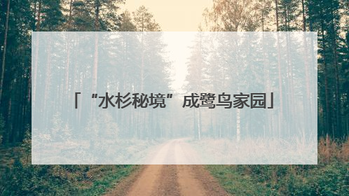 “水杉秘境”成鹭鸟家园