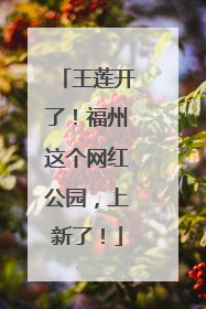 王莲开了！福州这个网红公园，上新了！