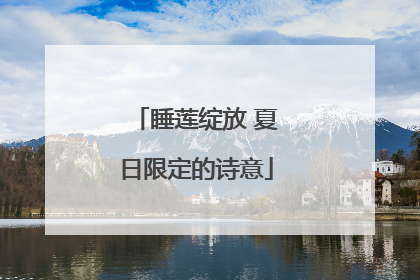 睡莲绽放 夏日限定的诗意