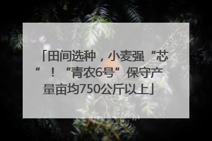 田间选种，小麦强“芯”！“青农6号”保守产量亩均750公斤以上
