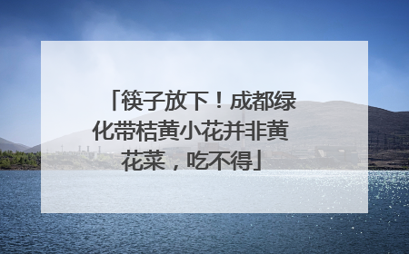 筷子放下！成都绿化带桔黄小花并非黄花菜，吃不得