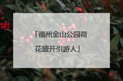 福州金山公园荷花盛开引游人