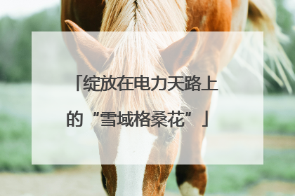 绽放在电力天路上的“雪域格桑花”