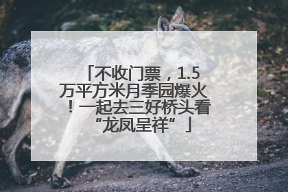 不收门票，1.5万平方米月季园爆火！一起去三好桥头看“龙凤呈祥”