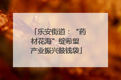 乐安街道：“药材花海”绽希望 产业振兴鼓钱袋