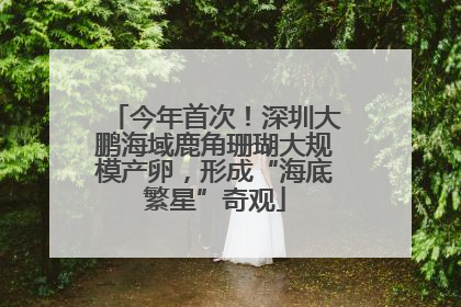 今年首次！深圳大鹏海域鹿角珊瑚大规模产卵，形成“海底繁星”奇观