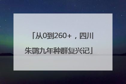 从0到260+，四川朱鹮九年种群复兴记
