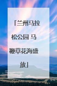兰州马拉松公园 马鞭草花海盛放