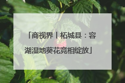 商视界丨柘城县：容湖湿地葵花竞相绽放
