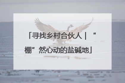 寻找乡村合伙人｜“棚”然心动的盐碱地