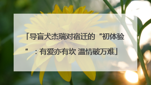导盲犬杰瑞对宿迁的“初体验”：有爱亦有坎 温情破万难