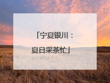 宁夏银川：夏日采茶忙