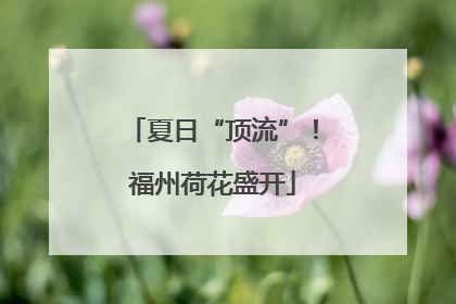 夏日“顶流”！福州荷花盛开