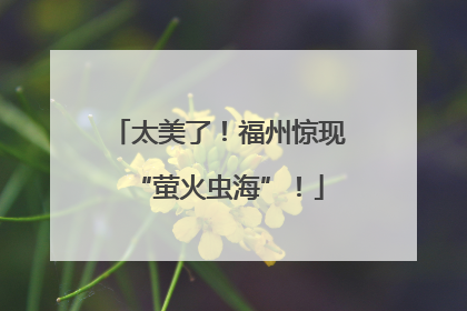 太美了！福州惊现“萤火虫海”！