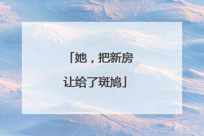 她，把新房让给了斑鸠