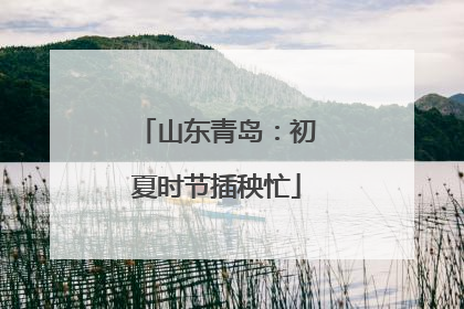 山东青岛：初夏时节插秧忙