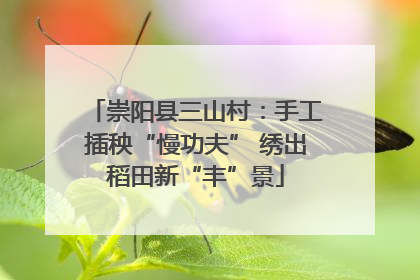 崇阳县三山村：手工插秧“慢功夫” 绣出稻田新“丰”景