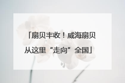 扇贝丰收！威海扇贝从这里“走向”全国