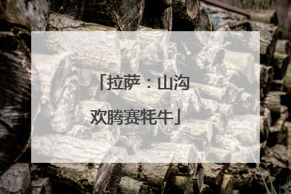 拉萨：山沟欢腾赛牦牛
