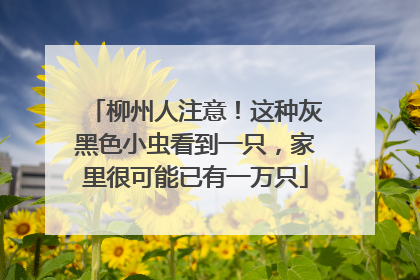 柳州人注意！这种灰黑色小虫看到一只，家里很可能已有一万只