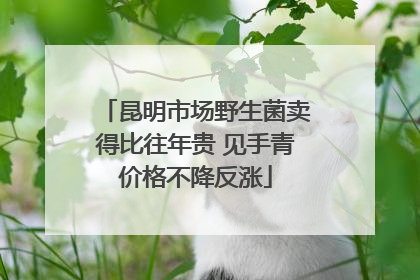 昆明市场野生菌卖得比往年贵 见手青价格不降反涨