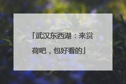 武汉东西湖：来赏荷吧，包好看的