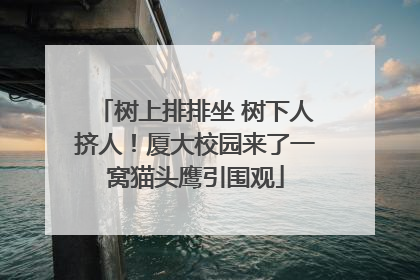 树上排排坐 树下人挤人！厦大校园来了一窝猫头鹰引围观