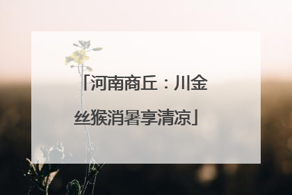 河南商丘：川金丝猴消暑享清凉