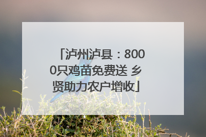 泸州泸县：8000只鸡苗免费送 乡贤助力农户增收
