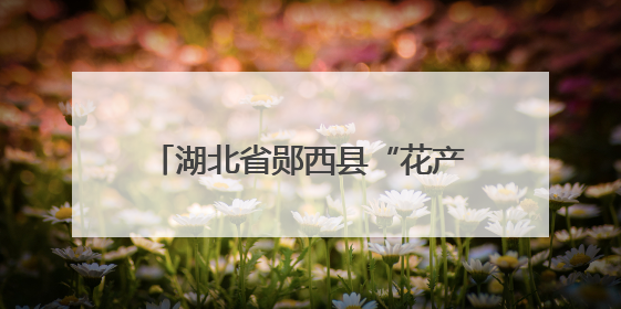 湖北省郧西县“花产业”带来好“钱”景