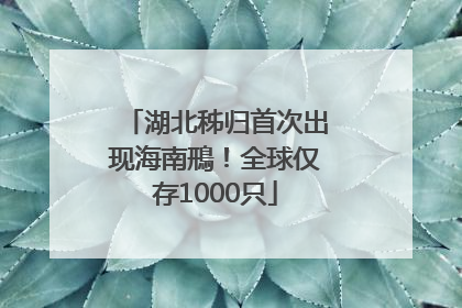 湖北秭归首次出现海南鳽！全球仅存1000只
