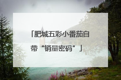肥城五彩小番茄自带“销量密码”