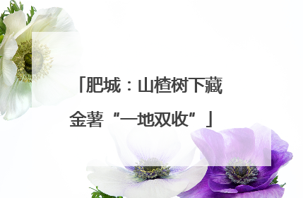 肥城：山楂树下藏金薯“一地双收”