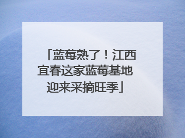 蓝莓熟了！江西宜春这家蓝莓基地迎来采摘旺季