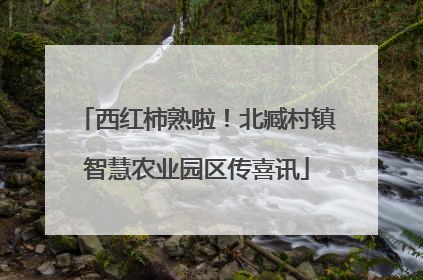 西红柿熟啦！北臧村镇智慧农业园区传喜讯