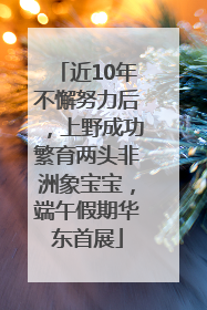 近10年不懈努力后，上野成功繁育两头非洲象宝宝，端午假期华东首展