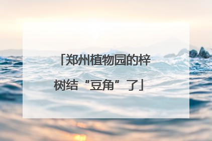 郑州植物园的梓树结“豆角”了