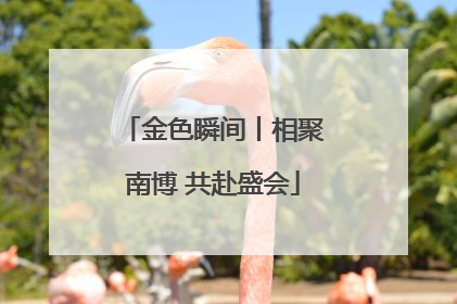 金色瞬间丨相聚南博 共赴盛会