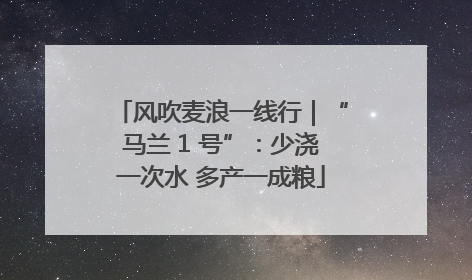 风吹麦浪一线行｜“马兰 1 号”：少浇一次水 多产一成粮